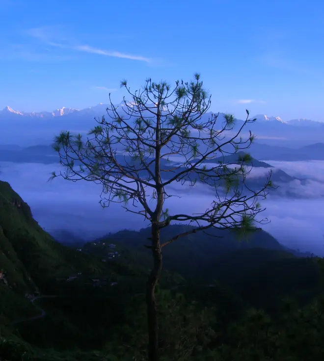View of mountain and a tree